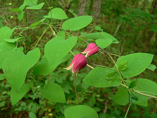 {Clematis glaucophylla}